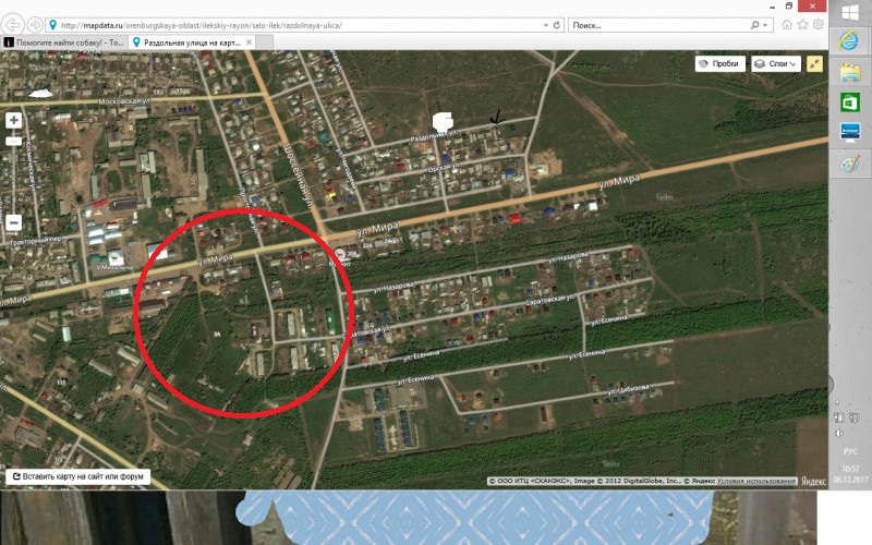 Помогите найти собаку  - r0CTW5yjUSA.jpg