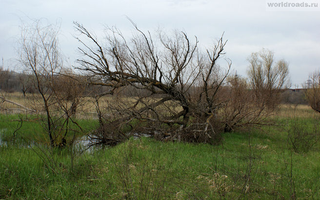 Места СИЛЫ определение, внешние признаки, практики внутри, ТБ  - Derevo.jpeg