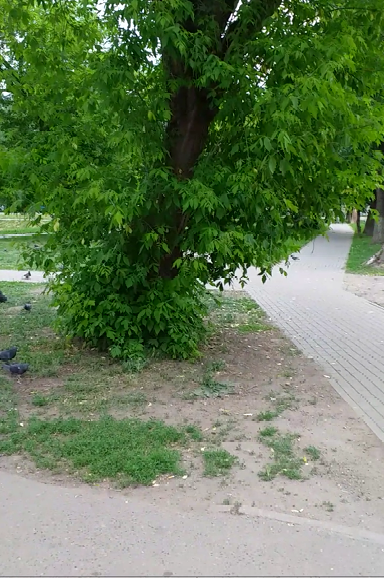 Пропала собака...посмотрите,пожалуйста,жива ли и где искать? - ДОЛ.2.png