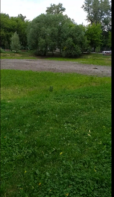 Пропала собака...посмотрите,пожалуйста,жива ли и где искать? - ДО.ПР..png