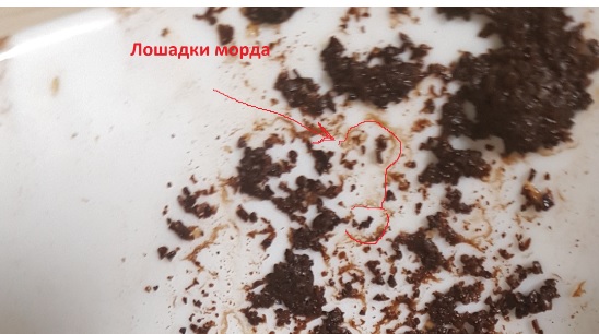Гадание на кофе. Как гадать, символика, примеры, трактовка. - Лошадка.jpg