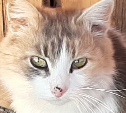 Найти кошку в деревне - 20191113_163856.jpg