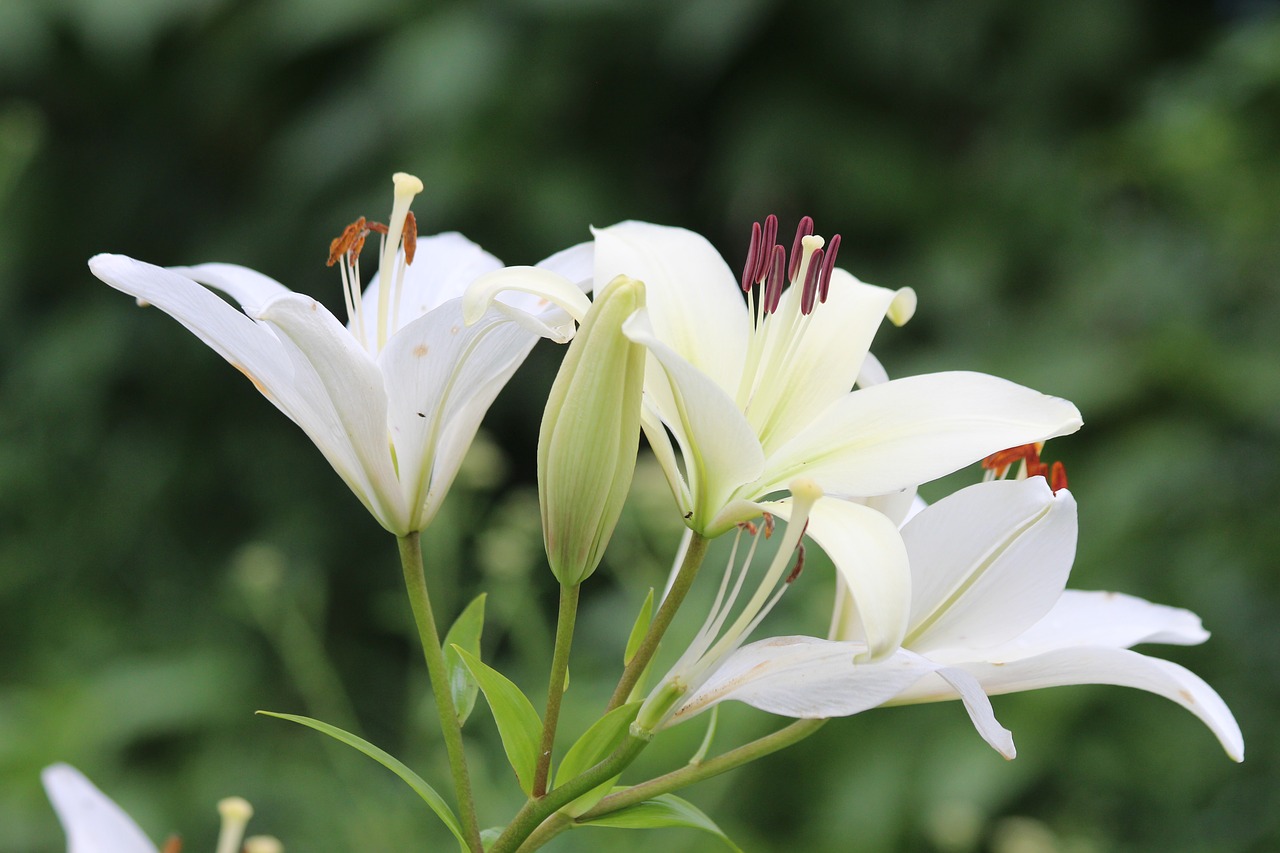 Практически-магическая числонавтика - lily-3894157_1280.jpg