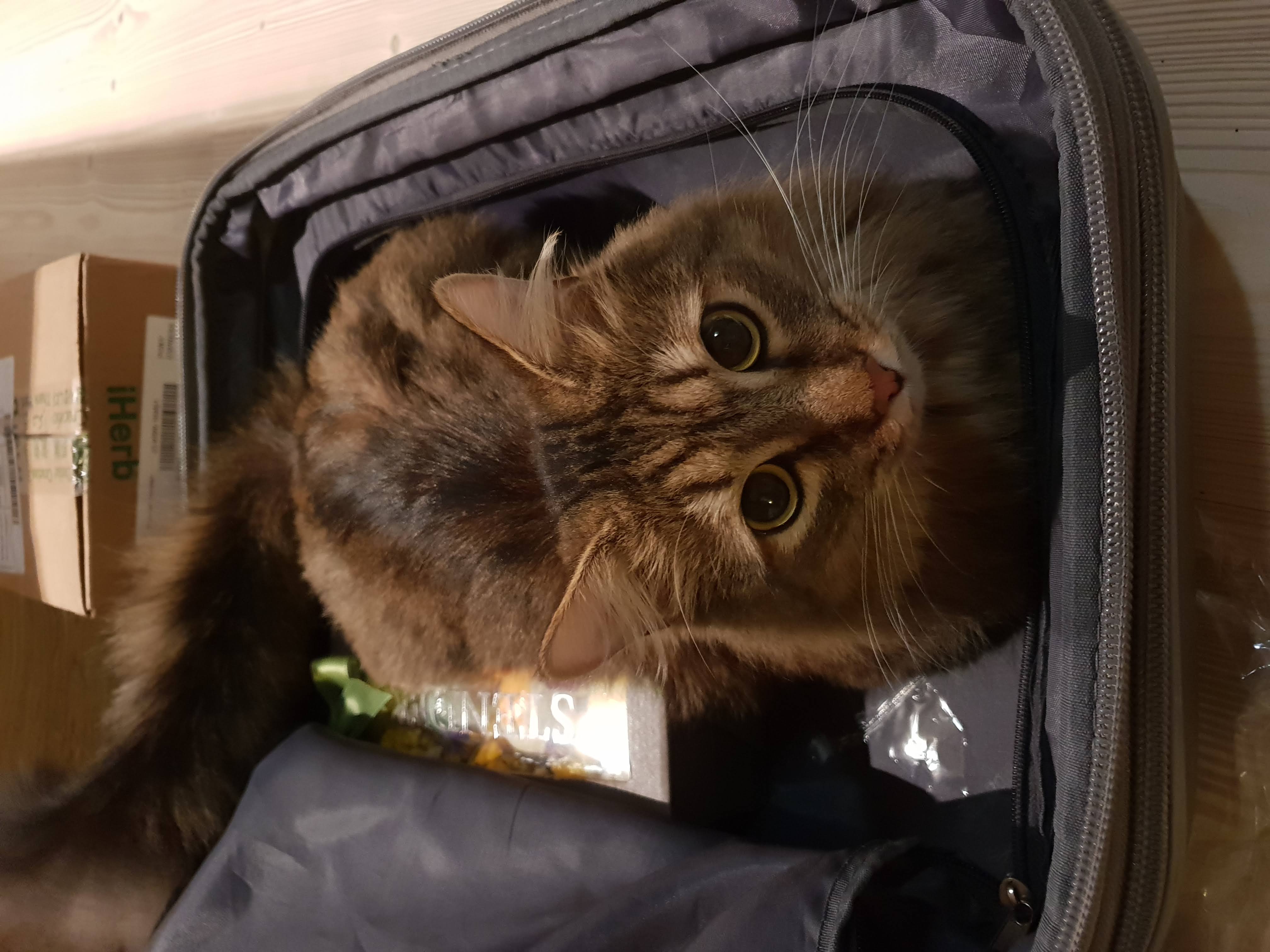 Помогите найти котюлю - 20190118_005227.jpg