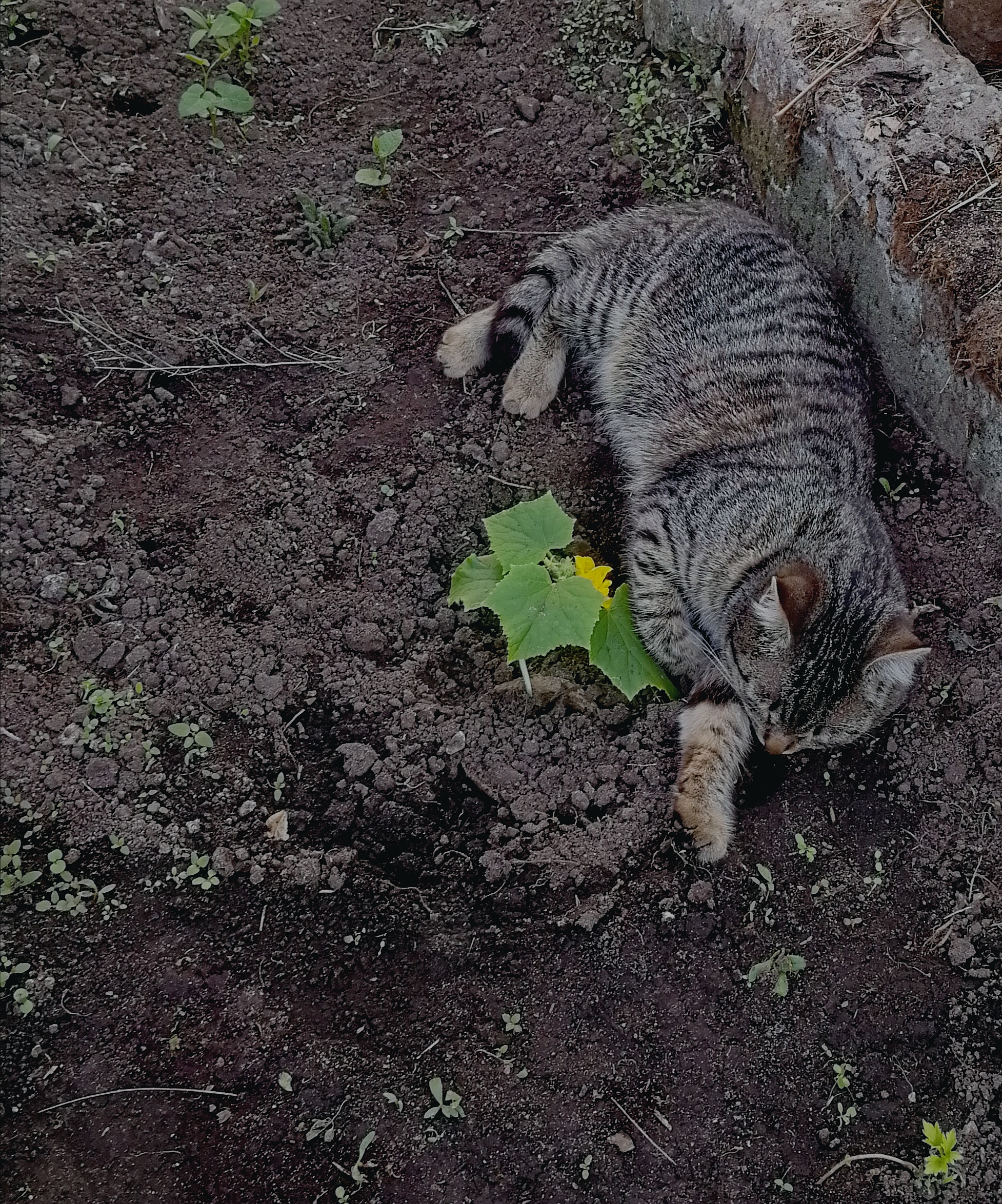 Помогите найти кошечку - IMG_20200512_000913.jpg