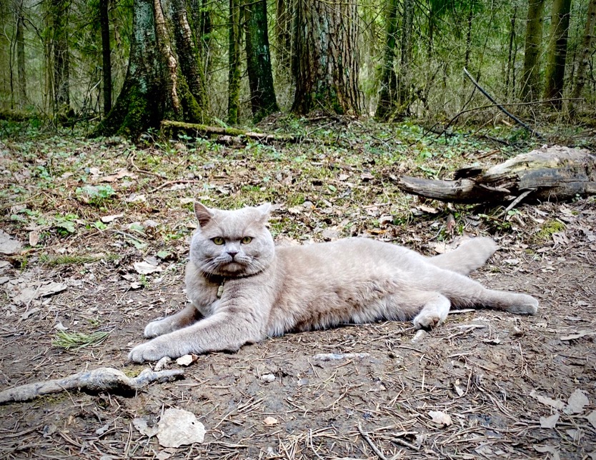 Кот пропал, помогите  - кот.jpg