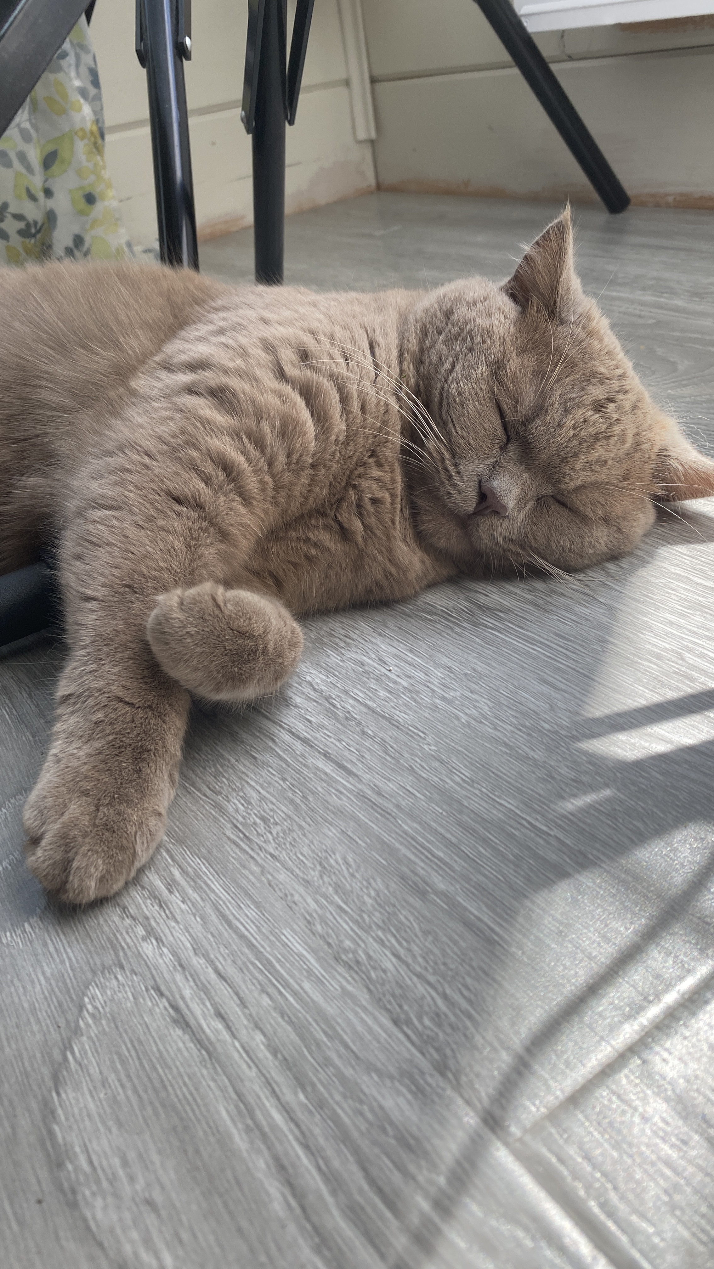 Кот пропал, помогите  - кот2.jpg