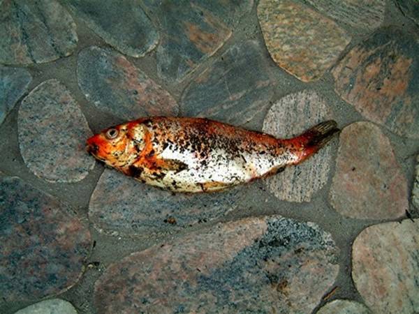 Блог mudder - mertvaya-ryiba2.jpg