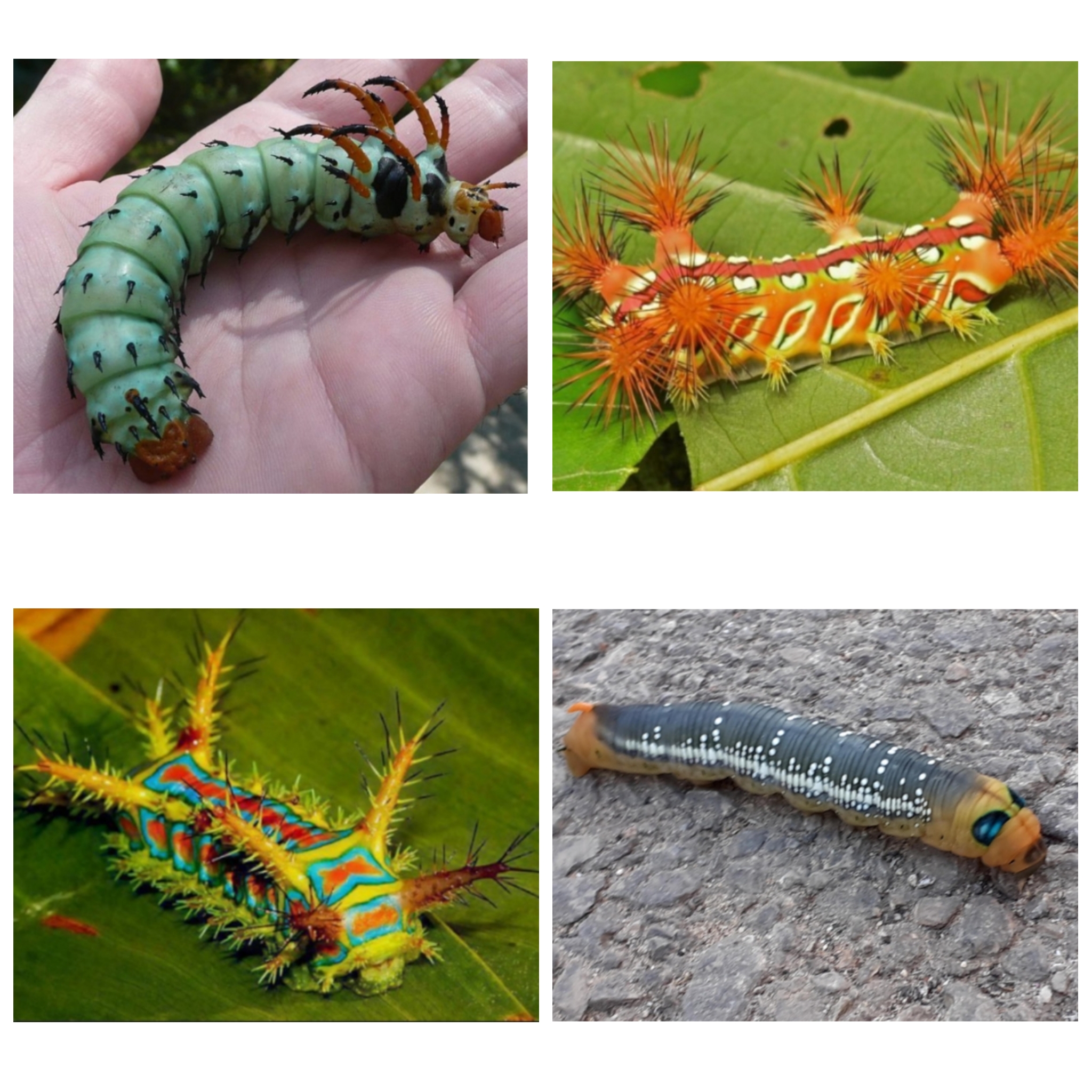 Блог mudder - PhotoCollage_1593974578248.jpg