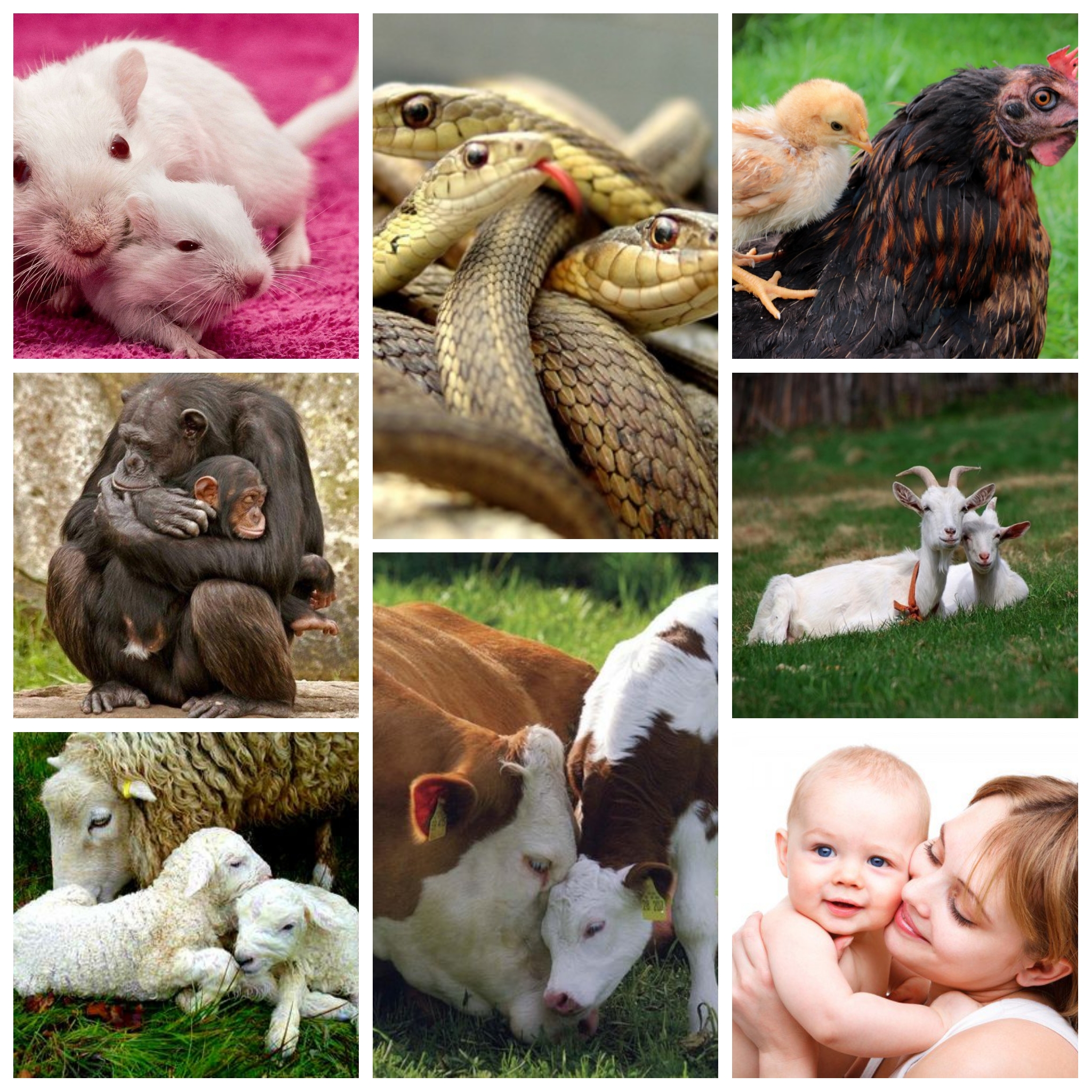 Блог mudder - PhotoCollage_1594888008481.jpg