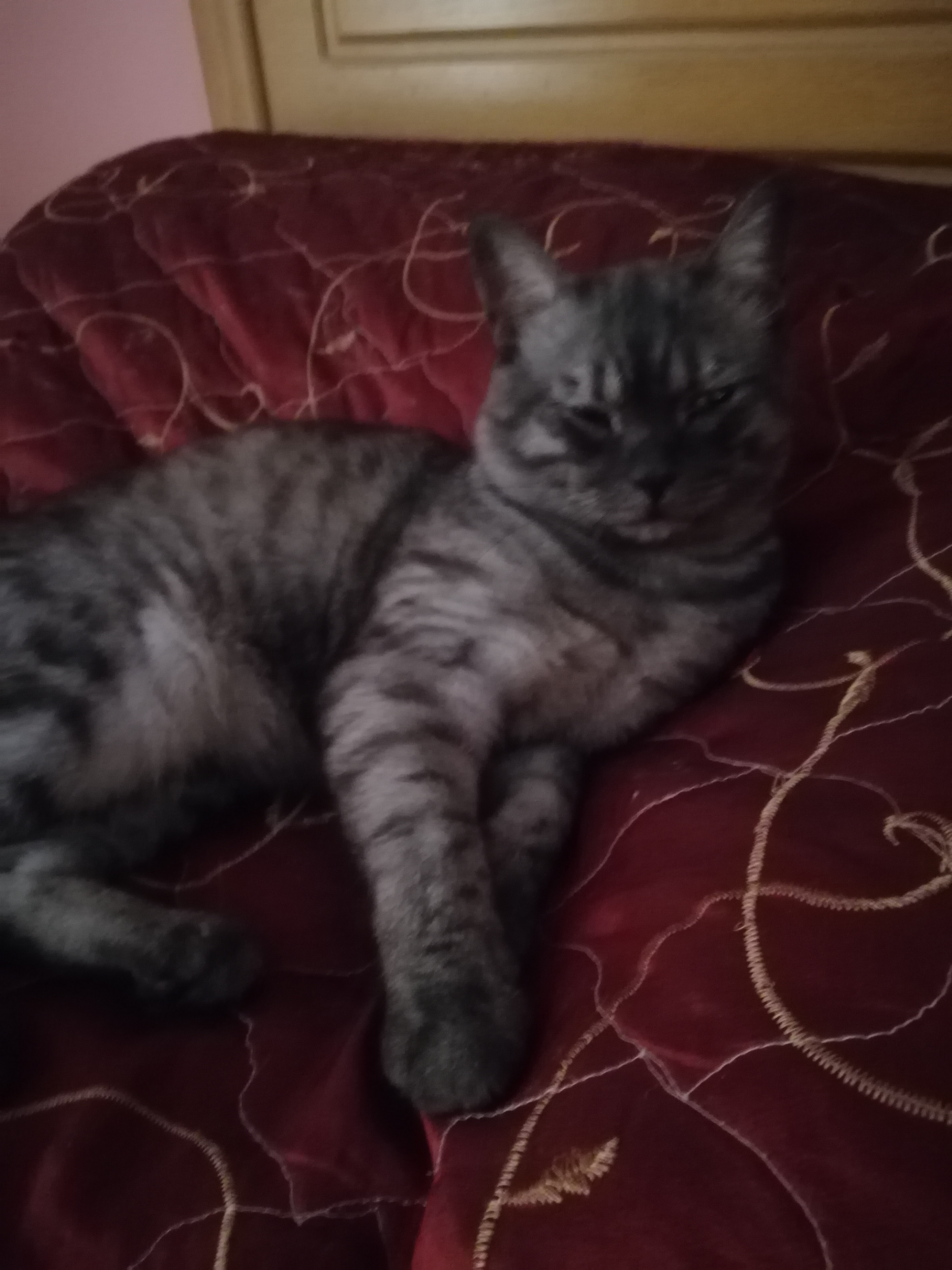 Котик Тайсон - IMG_20190930_125547.jpg