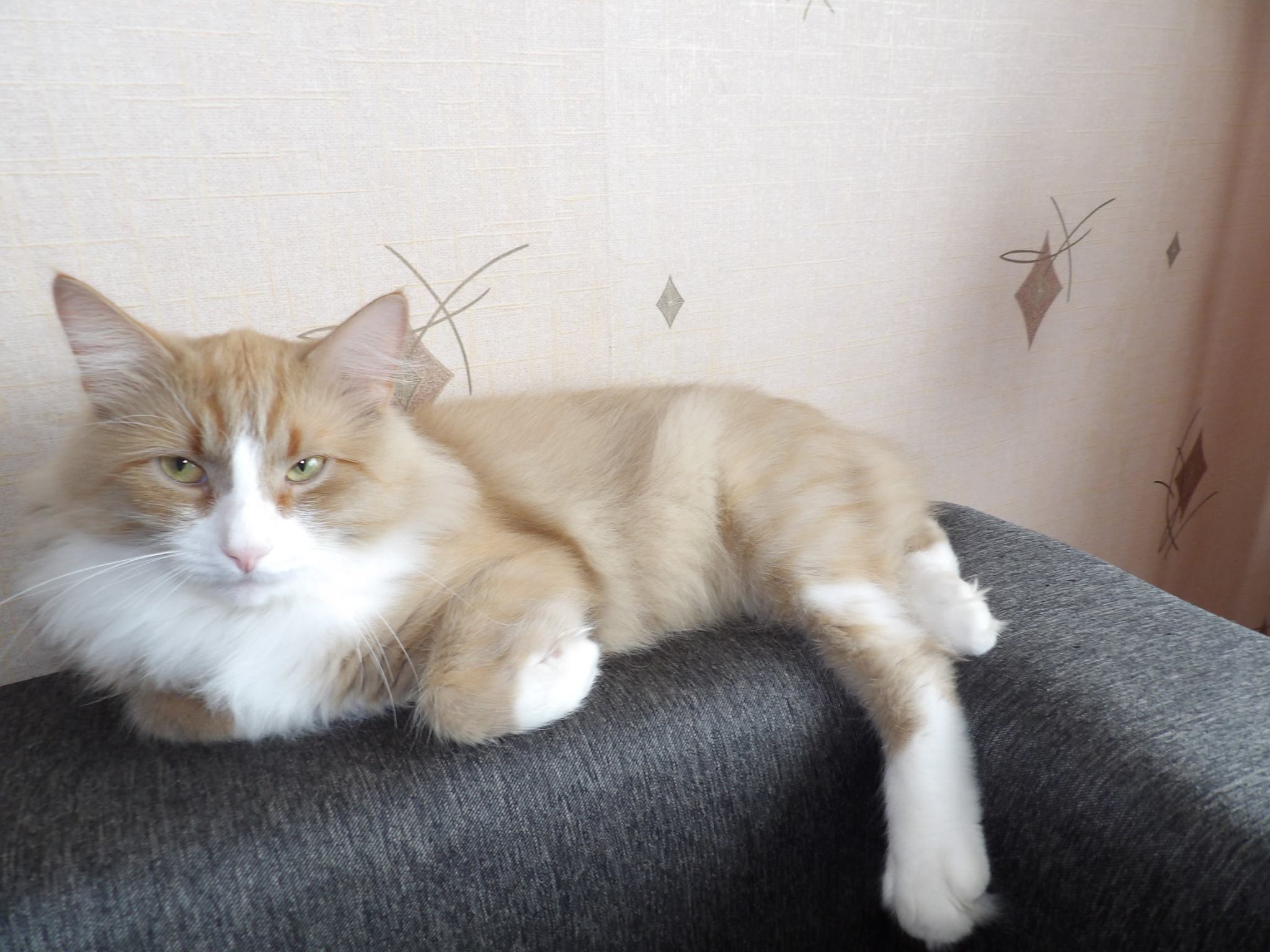 Помогите, пожалуйста, найти котика  - kot.jpg