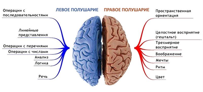 Блог mudder - kak-naladit-svyaz-mezhdu-pravym-levym-polushariem-1.jpg