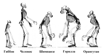 Блог mudder - 360px-Ape_skeletons_ru.png