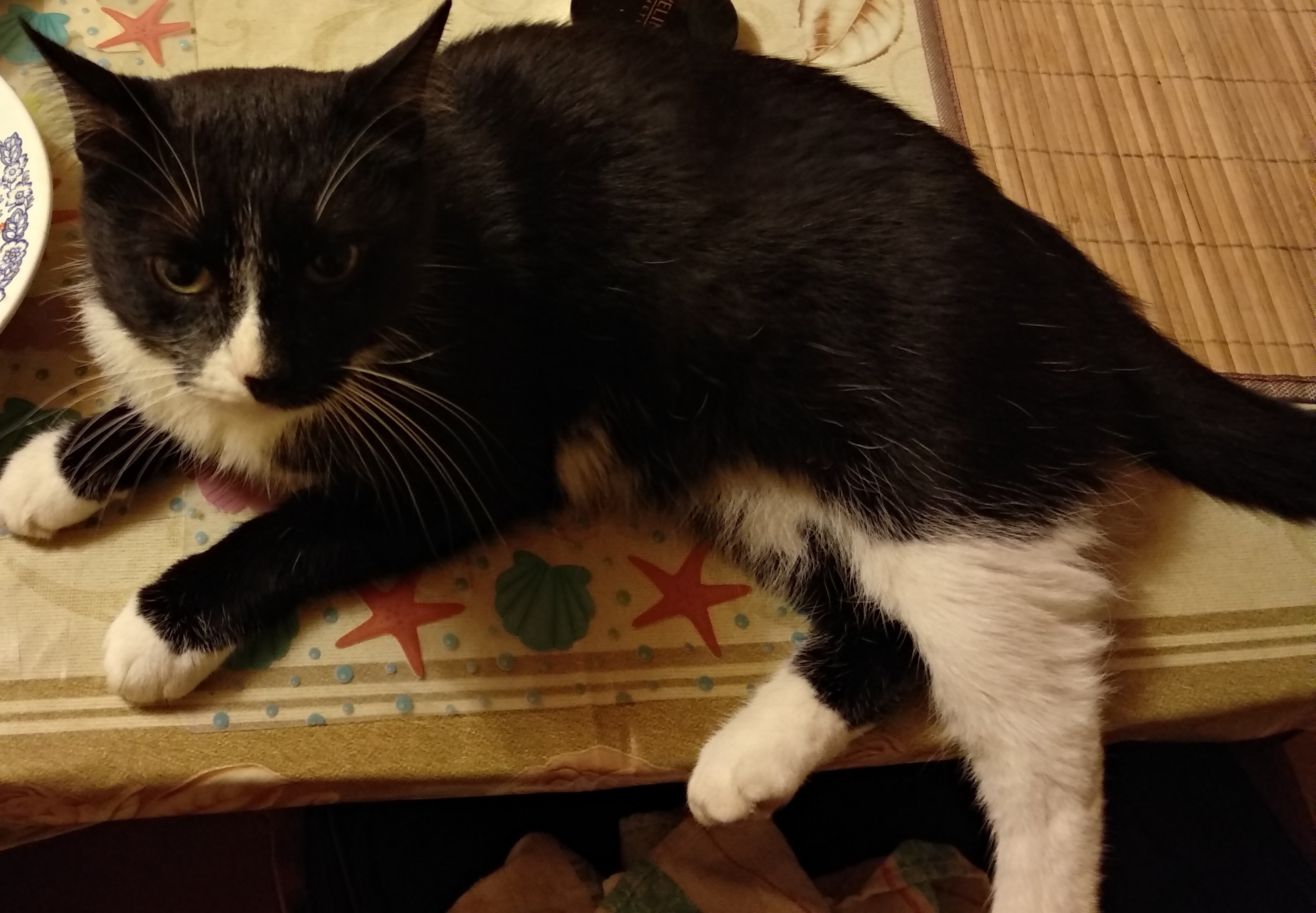 Котя не пришел домой. Подскажите, где искать - IMG_20191017_033434_HHT.jpg