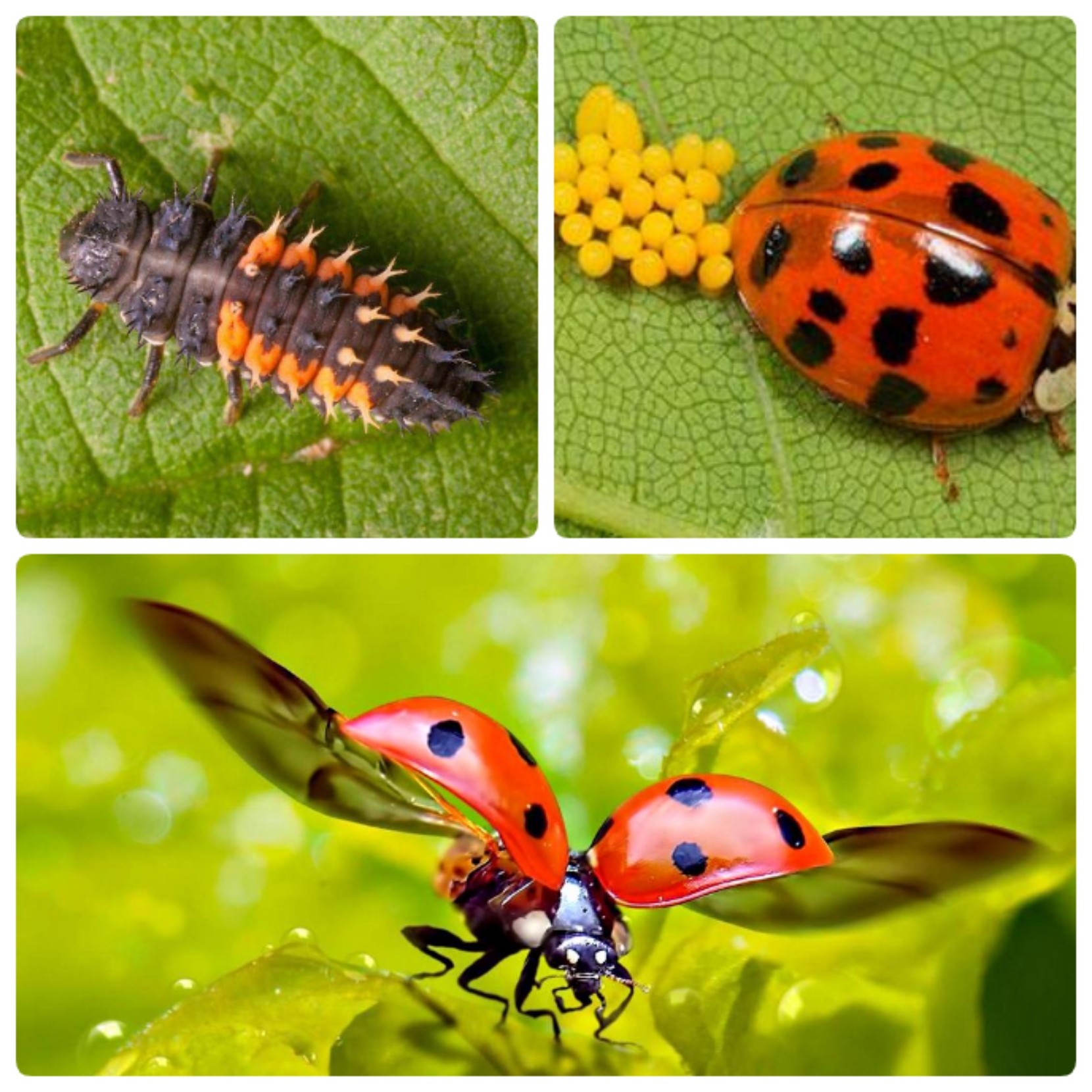 Блог mudder - img1604295707268.jpg