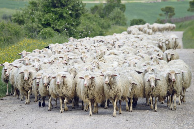 Блог mudder - Sheep-flock-e1568544701920.jpg