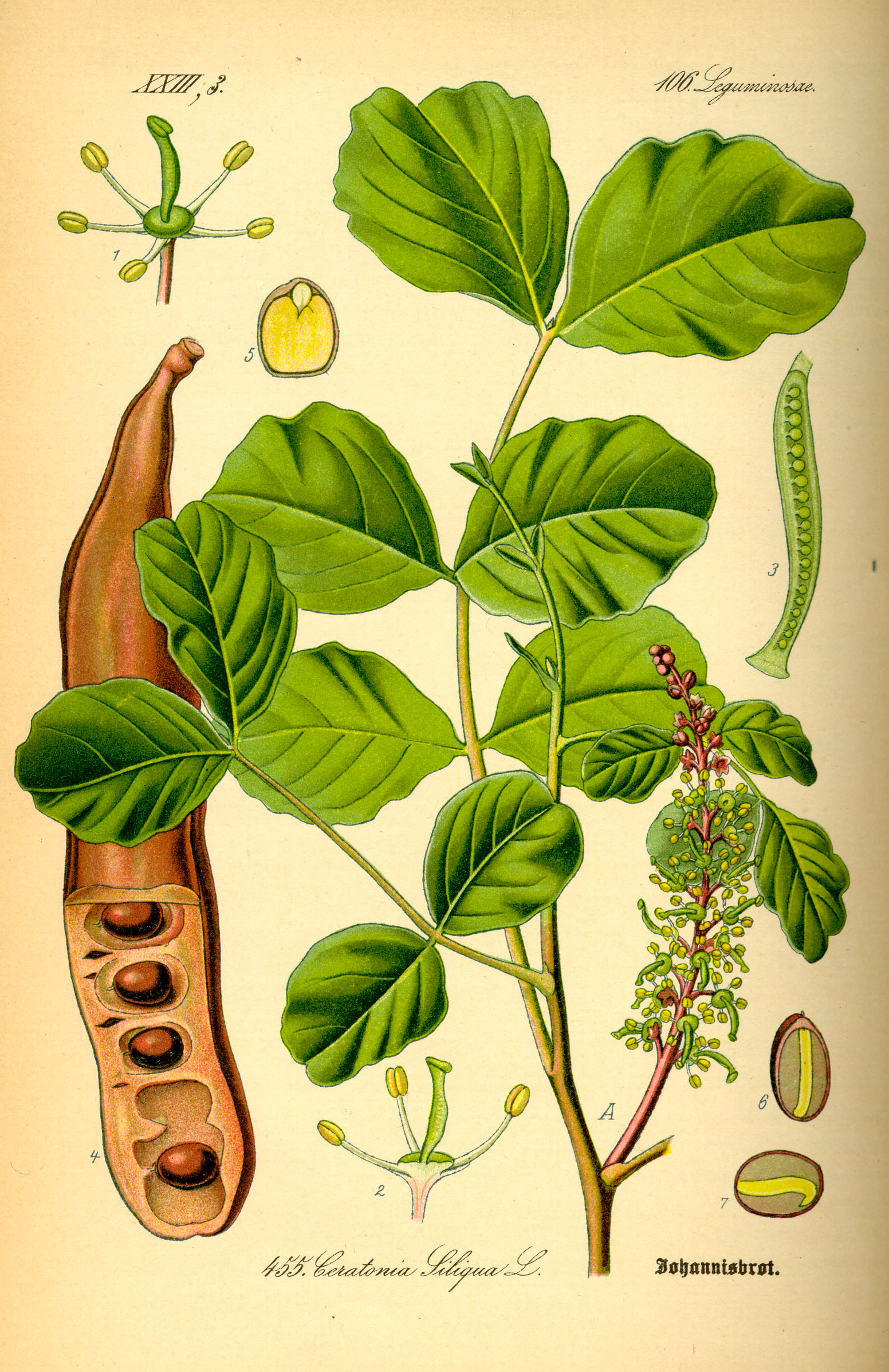 Блог mudder - Illustration_Ceratonia_siliqua0.jpg