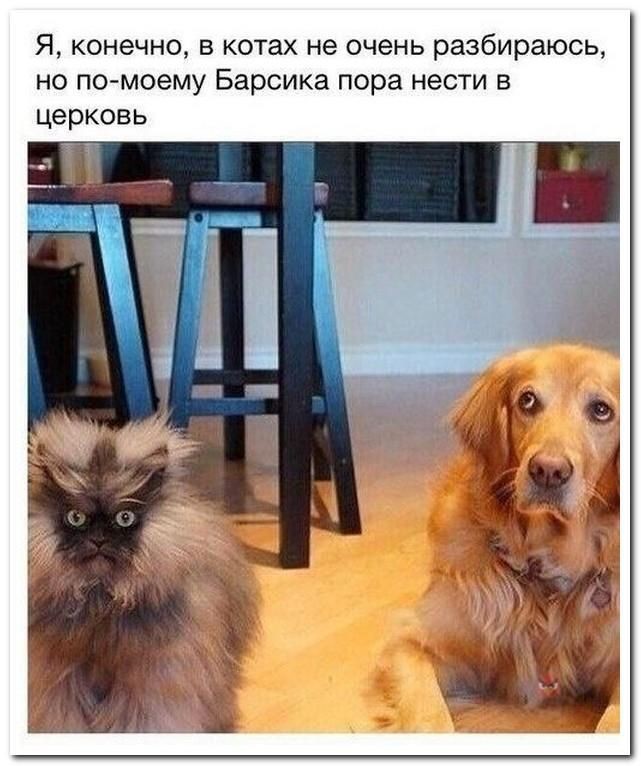 Кошачий юмор - 179b89eee4bb3d1994651257cd4f7731.jpg
