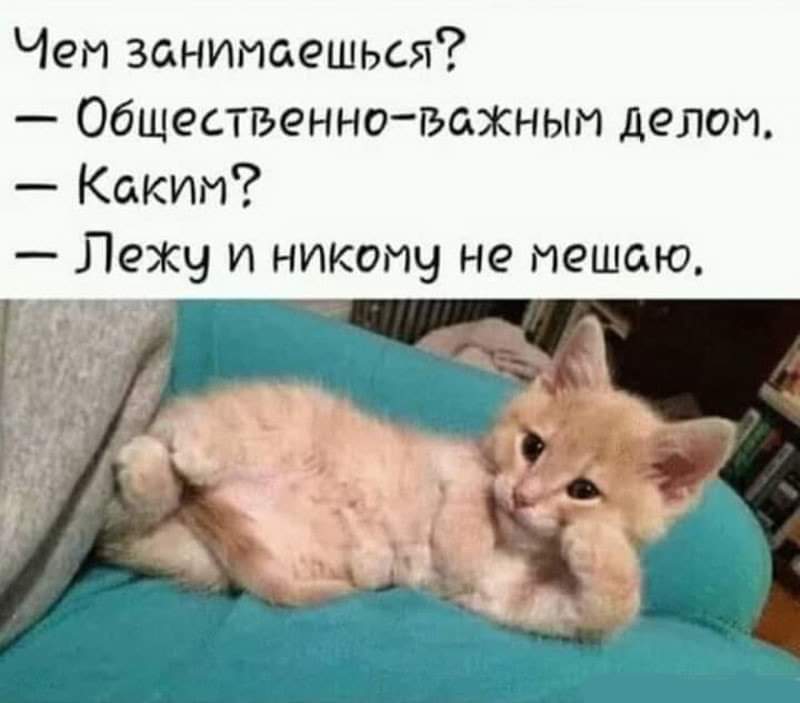 Кошачий юмор - FB_IMG_1562780812037.jpg