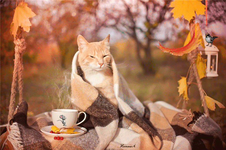 ох уж эти КОТЭ забавные и смешные картинки кошачих  - IMG_20190923_223916.gif