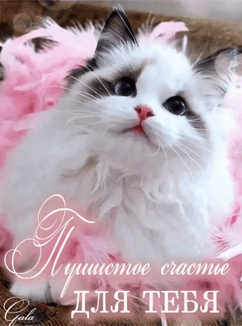 ох уж эти КОТЭ забавные и смешные картинки кошачих  - IMG_20200404_184704.gif