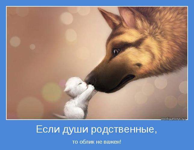 ох уж эти КОТЭ забавные и смешные картинки кошачих  - FB_IMG_1564004506929.jpg