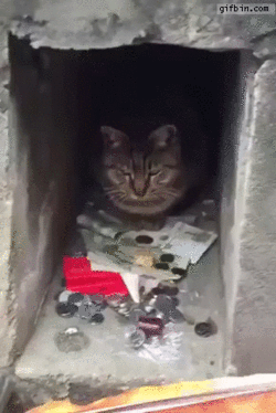 Кошачий юмор - 250x374_5O2W.gif