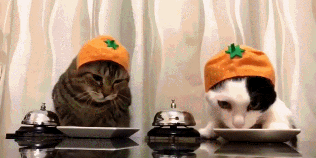 Кошачий юмор - giphy-70.gif