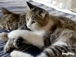 Кошачий юмор - WFvj.gif