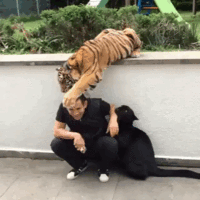 Кошачий юмор - 200x200_JvTk.gif
