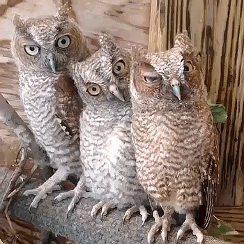 Кошачий юмор - 5IEz.gif