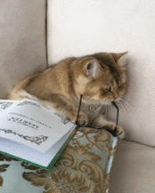 Кошачий юмор - 174x217_fxTZ.gif