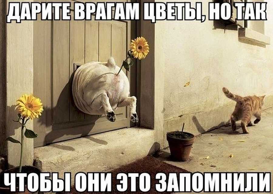Кошачий юмор - zs1.jpg