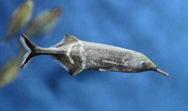 С миру по нитке - ryba-slon_1-650x385.jpg