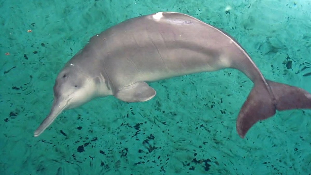 Итоги.Сложный конкурс.Коллаж. - 1200px-Qiqi,_a_Chinese_River_Dolphin_(Baiji)_13.jpg