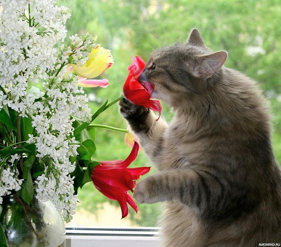 ох уж эти КОТЭ забавные и смешные картинки кошачих  - zhivotnye_kot_cvety_17308.jpg