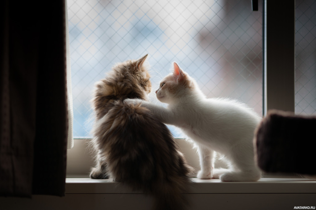 ох уж эти КОТЭ забавные и смешные картинки кошачих  - kot_zhivotnye_34615.jpg