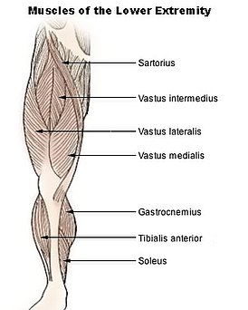 С миру по нитке - 274px-Illu_lower_extremity_muscles.jpg