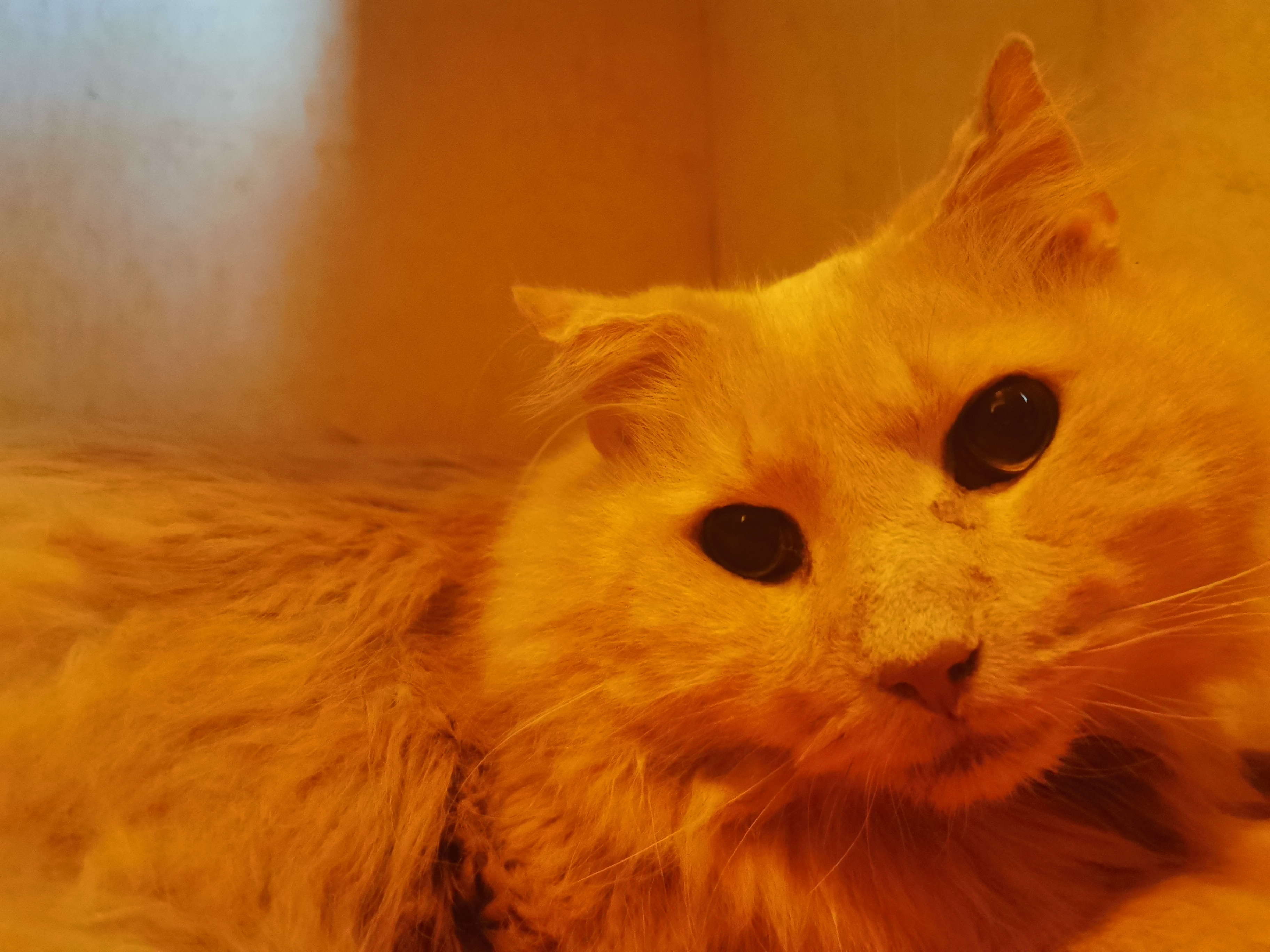 Как поступить с котиком? - IMG_20210424_075619.jpg