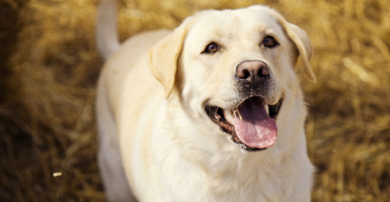 Блог mudder - labrador_big-780x405.jpg