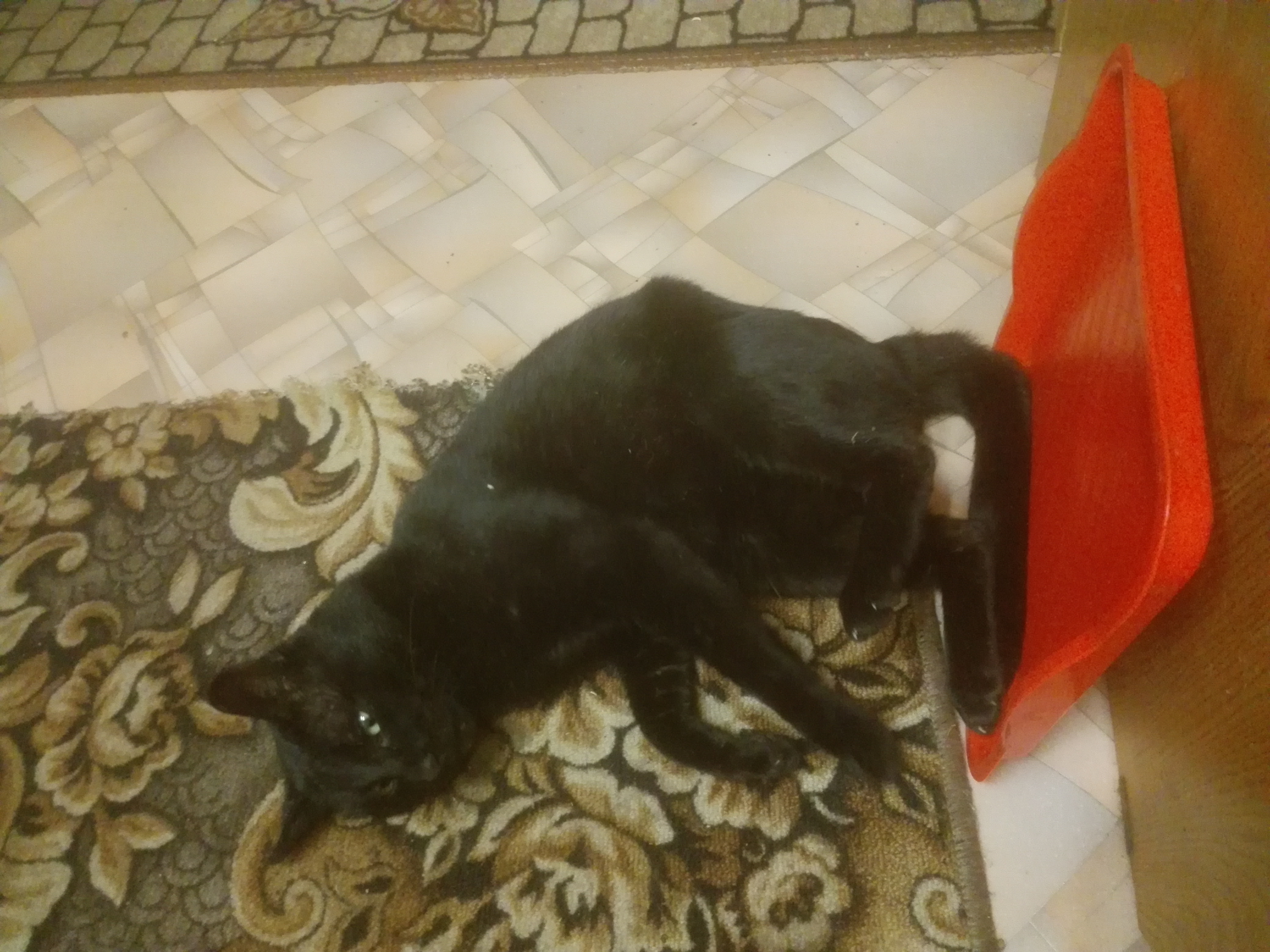 Помогите найти кота - IMG_20200930_204413.jpg