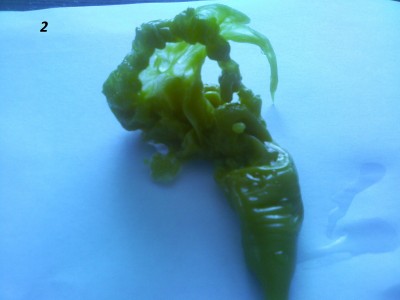 ОТЛИВКИ ВОСКОМ - IMG_20150509_110701.jpg