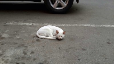 Путь души животного после смерти.. - i-4372.jpg