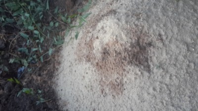 Путь души животного после смерти.. - 20150628_194317.jpg