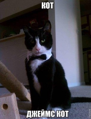 ох уж эти КОТЭ забавные и смешные картинки кошачих  - MRBY7-dYV5Y.jpg