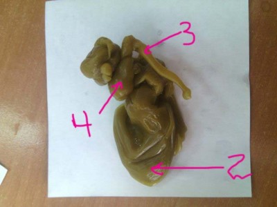 ОТЛИВКИ ВОСКОМ - 7f3e143a31e5.jpg