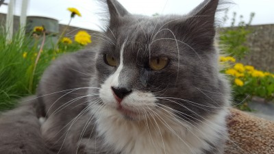 Помогите узнать, живы ли мои коты - 20160515_140110.jpg