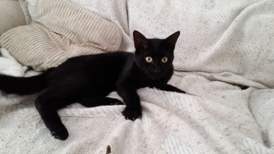 помогите пожалуйста ..посмотрите что с котиком - IMG-20160912-WA0004.jpeg