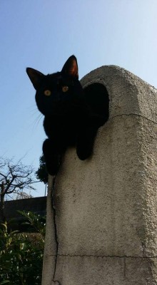 помогите пожалуйста ..посмотрите что с котиком - FB_IMG_1480273727453.jpg